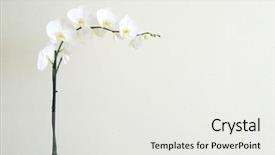  Presentation with orchid - Cool new PPT theme with petals white - orchid backdrop and a white colored foreground
