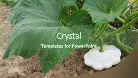  Presentation with peter - Presentation theme with peter pan - ripe pattypan white squash background and a ocean colored foreground