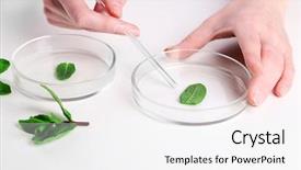  Presentation with petri dish - Amazing presentation theme having petri dish - woman examining green plant backdrop and a white colored foreground