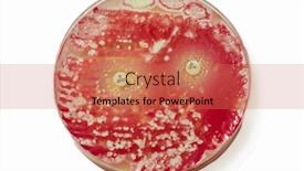  Presentation with petri dish colonies - Presentation design featuring petri-dish-with-bacterial-colonies background and a coral colored foreground