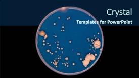  Presentation with laboratory microbiology - Theme enhanced with petri-dish-with-colonies background and a ocean colored foreground