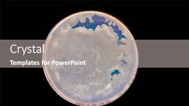  Presentation with laboratory microbiology - PPT theme having petri-dish-with-colonies background and a gray colored foreground