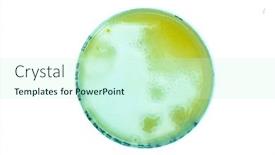  Presentation with laboratory microbiology - PPT theme having petri-dish-with-colonies background and a cool aqua colored foreground