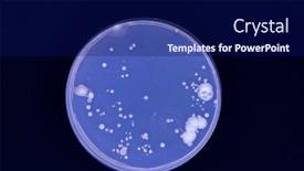  Presentation with laboratory microbiology - Presentation theme consisting of petri-dish-with-colonies background and a navy blue colored foreground