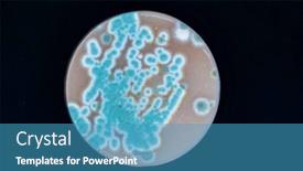  Presentation with laboratory microbiology - Slides enhanced with petri-dish-with-colonies background and a teal colored foreground