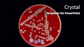  Presentation with laboratory microbiology - PPT theme with petri-dish-with-colonies background and a black colored foreground