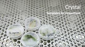  Presentation with biology fungi petri dishes - Presentation design having petridish - leaves in petri dishes background and a gray colored foreground