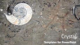  Presentation with fossil - Cool new PPT layouts with petrified-fossil-ammonite-shell backdrop and a gray colored foreground