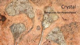  Presentation with fossil - Amazing presentation theme having petrified fossil crinoids sea lilies backdrop and a coral colored foreground