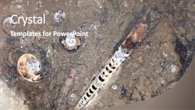  Presentation with ammonites - Theme having petrified fossil shell of goniatites background and a gray colored foreground