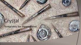  Presentation with ammonites - Audience pleasing PPT layouts consisting of petrified fossil shells of goniatites backdrop and a light gray colored foreground