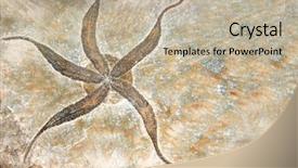  Presentation with fossil - Colorful slides enhanced with petrified fossil starfish in stone backdrop and a mint green colored foreground