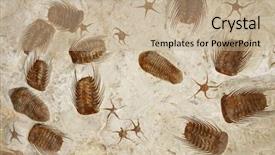  Presentation with fossil - Slide set featuring petrified fossil starfishes and trilobites background and a coral colored foreground