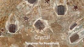 Presentation with fossil - Colorful presentation theme enhanced with petrified-fossil-starfishes-and-trilobites backdrop and a coral colored foreground