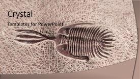  Presentation with fossil - Slides enhanced with petrified fossil trilobite in stone background and a coral colored foreground