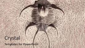  Presentation with fossil - Theme enhanced with petrified fossil trilobite in stone background and a soft green colored foreground