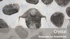  Presentation with fossil - Audience pleasing presentation design consisting of petrified fossil trilobites in stone backdrop and a gray colored foreground