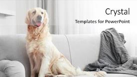  Presentation with golden - Amazing presentation theme having pets - golden retriever sitting backdrop and a white colored foreground