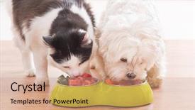  Presentation with cat dog - Amazing presentation theme having pets - little dog maltese and black backdrop and a coral colored foreground