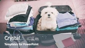  Presentation with suitcase - Cool new PPT theme with pets - small dog maltese sitting backdrop and a gray colored foreground