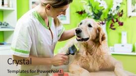  Presentation with golden woman - Beautiful PPT layouts featuring pets - woman getting golden retriever fur backdrop and a coral colored foreground
