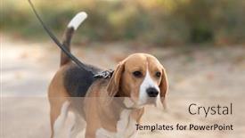  Presentation with beagle dog - Colorful presentation theme enhanced with pets-and-animals-concept-close backdrop and a coral colored foreground