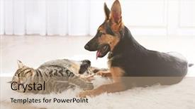  Presentation with funny animals - Slides having pets animals - cute cat and funny dog background and a coral colored foreground