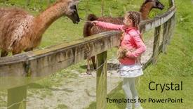  Presentation with lama - PPT layouts enhanced with pets animals - little kid feeding big lama background and a yellow colored foreground
