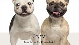  Presentation with animals - Audience pleasing PPT layouts consisting of pets animals - two french bulldogs 3 years backdrop and a mint green colored foreground