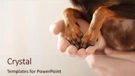  Presentation with toy - Beautiful presentation theme featuring pets animals - woman with cute toy terrier backdrop and a lemonade colored foreground