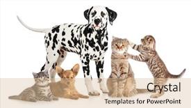  Presentation with veterinary - Amazing slide deck having pets animals group collage backdrop and a lemonade colored foreground