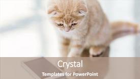  Presentation with cats - Cool new PPT theme with pets animals technology and cats backdrop and a coral colored foreground