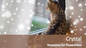  Presentation with snow cat - Beautiful slide set featuring pets christmas and hygge concept backdrop and a tawny brown colored foreground