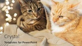  Presentation with cats - PPT layouts having pets christmas and hygge concept background and a coral colored foreground