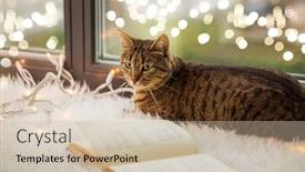  Presentation with pets - Beautiful PPT layouts featuring pets christmas and hygge concept backdrop and a soft green colored foreground