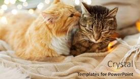  Presentation with cats - Theme enhanced with pets christmas and hygge concept background and a coral colored foreground