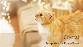  Presentation with pets - PPT layouts having pets christmas and hygge concept - red tabby cat on sofa with present at home in winter background and a coral colored foreground