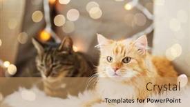  Presentation with cats - Amazing slide set having pets christmas and hygge concept - two cats lying on sofa with sheepskin at home in winter backdrop and a coral colored foreground