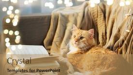  Presentation with pinecones - Beautiful presentation design featuring pets christmas and hygge concept - red tabby cat lying on sofa with book and pinecones at home in winter backdrop and a coral colored foreground