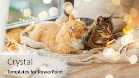  Presentation with cats - Slide deck enhanced with pets christmas and hygge concept - two cats lying on window sill with blanket at home background and a coral colored foreground