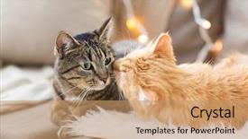  Presentation with pets - Presentation theme consisting of pets christmas and hygge concept background and a coral colored foreground