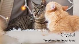  Presentation with pets - PPT theme enhanced with pets christmas and hygge concept background and a  colored foreground