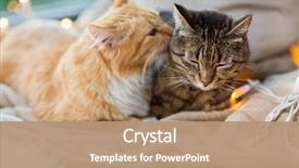  Presentation with pets - Colorful PPT theme enhanced with pets christmas and hygge concept backdrop and a coral colored foreground