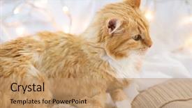  Presentation with christmas red - Slide deck consisting of pets christmas and hygge concept background and a coral colored foreground