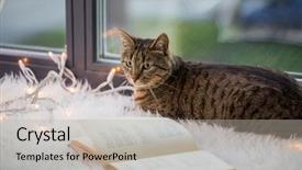  Presentation with christmas lights - Slides with pets christmas and hygge concept background and a light gray colored foreground