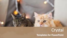  Presentation with pets - PPT theme having pets christmas and hygge concept background and a coral colored foreground