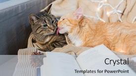  Presentation with cats - Presentation featuring pets christmas and hygge concept background and a sky blue colored foreground