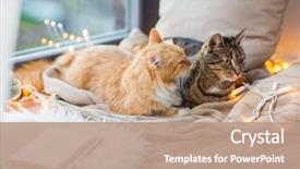  Presentation with pets - Theme having pets christmas and hygge concept background and a coral colored foreground
