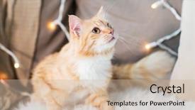  Presentation with pets - Colorful PPT layouts enhanced with pets christmas and hygge concept backdrop and a soft green colored foreground