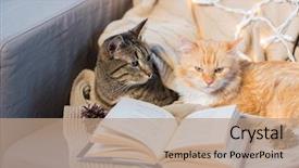  Presentation with pets - Slides having pets christmas and hygge concept background and a coral colored foreground